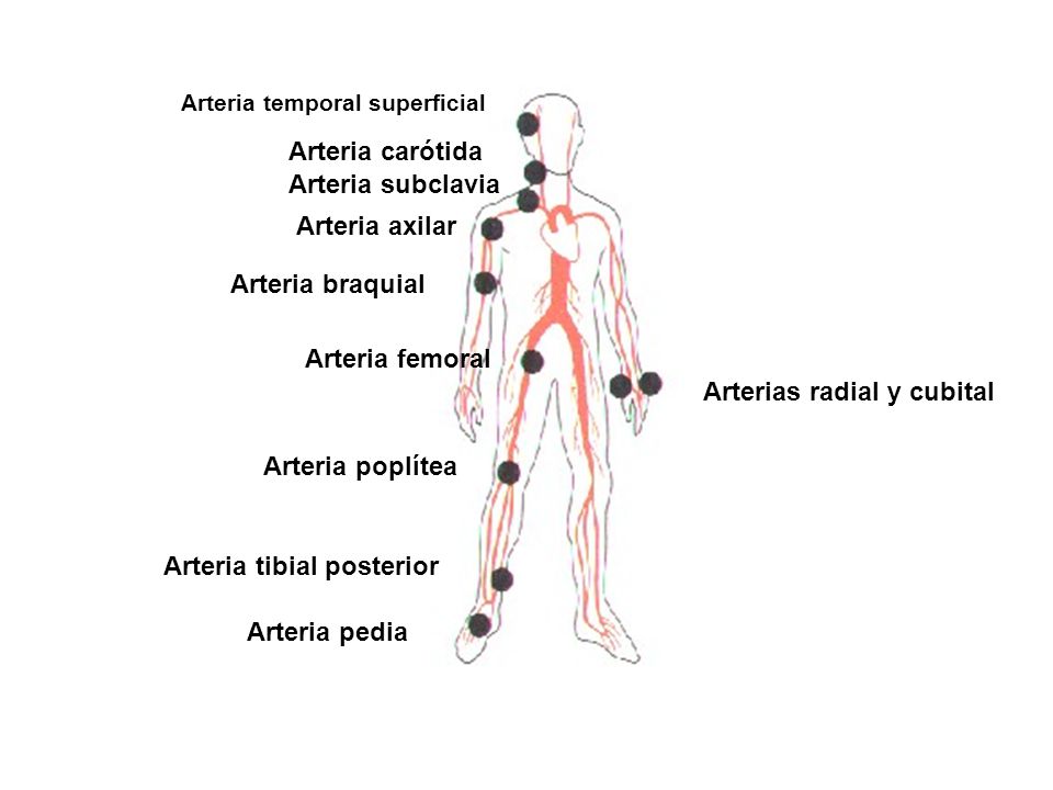 Presión arterial tomada de la arteria braquial